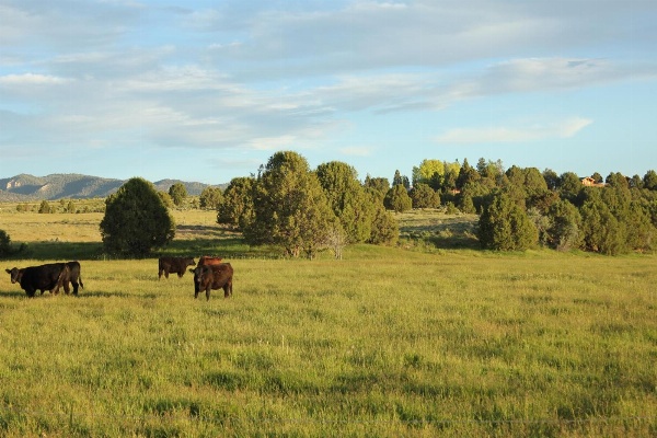 Sevier River Ranch & Cattle Company image 5